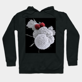 T cells attacking cancer cell, SEM (C030/3322) Hoodie